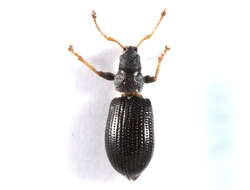 Image of Green Nettle Weevil