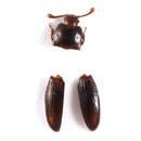 Image of <i>Cerylon histeroides</i>