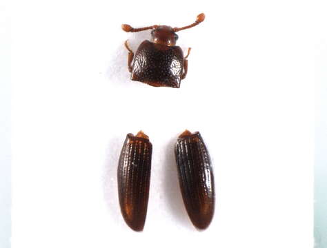 Image of <i>Cerylon histeroides</i>