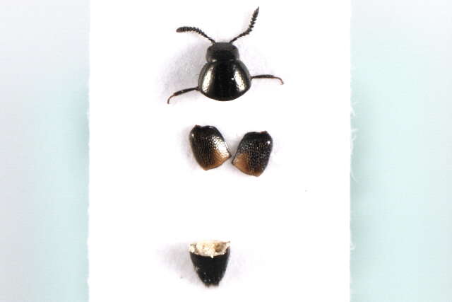 Image of Aleochara (Coprochara) bipustulata (Linnaeus 1760)