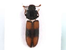 Image of Bark beetle