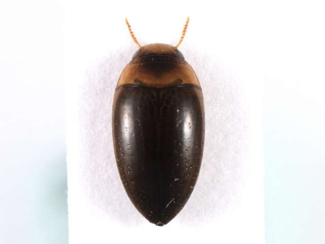 Image of Dytiscoidea