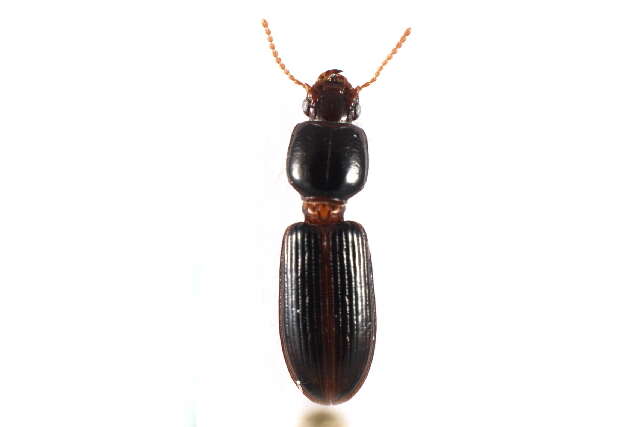 Image of Ground beetle