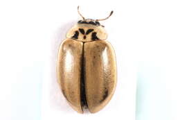 Image of Aphidecta