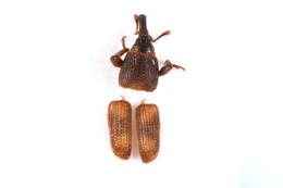 Image of rice weevil