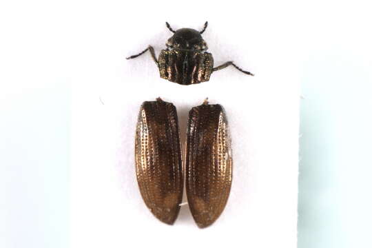 Imagem de Helophorus (Rhopalohelophorus) glacialis (Villa, A. & G. B. Villa 1833)