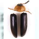 Слика од <i>Tetratoma fungorum</i>