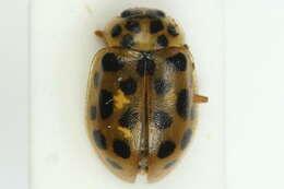 Слика од <i>Anisosticta novemdecimpunctata</i>