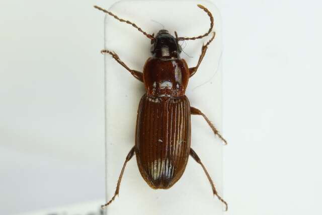 Image of Pterostichus (Pseudomaseus) minor (Gyllenhal 1827)