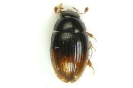 Image of Water scavenger beetle