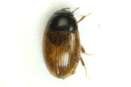 Image of Water scavenger beetle