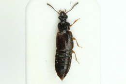 Image of Ocillate rove beetle