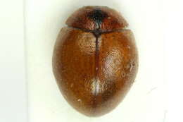 صورة Cynegetis impunctata