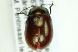 Image of Chrysolina polita