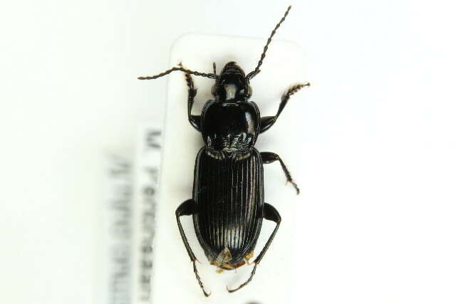 Image of Pterostichus