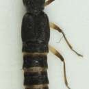 Image of Stenus (Hemistenus) palustris Erichson 1839