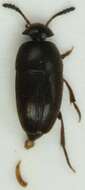 Image of Ptomaphagus (Ptomaphagus) sericatus (Chaudoir 1845)