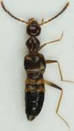 Image of Rove beetle