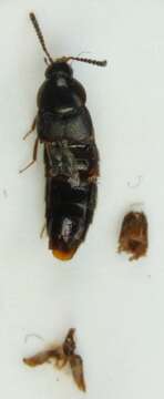 Image of Aleochara (Xenochara) brevipennis Gravenhorst 1806