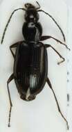 Image of Agonum (Europhilus) thoreyi Dejean 1828