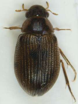 Plancia ëd Berosus (Berosus) luridus (Linnaeus 1760)