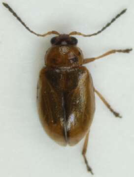 Image of <i>Aphthona lutescens</i>