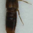 صورة Amischa decipiens (Sharp 1869)