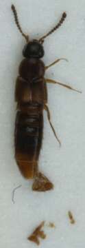 صورة Amischa decipiens (Sharp 1869)