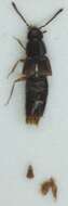 Image of Acrotona (Acrotona) obfuscata (Gravenhorst 1802)