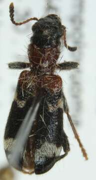 Image de <i>Thanasimus femoralis</i>