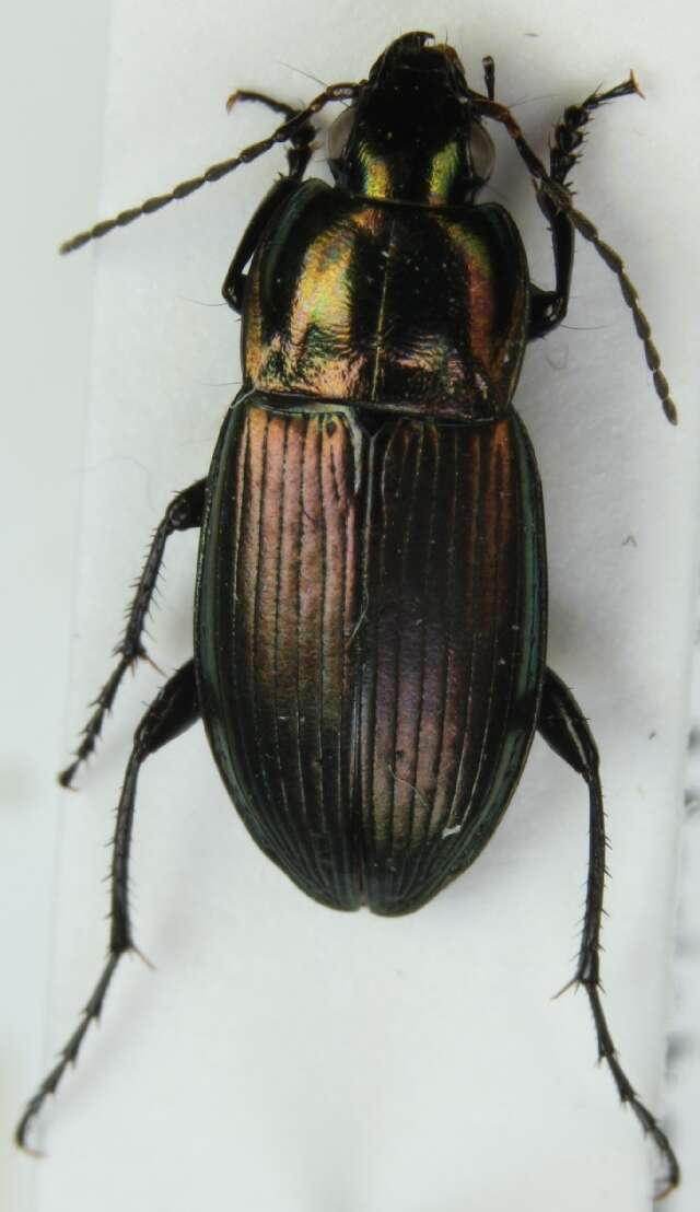 Image of Adephaga
