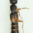 Image of Astenus (Astenus) gracilis (Paykull 1789)