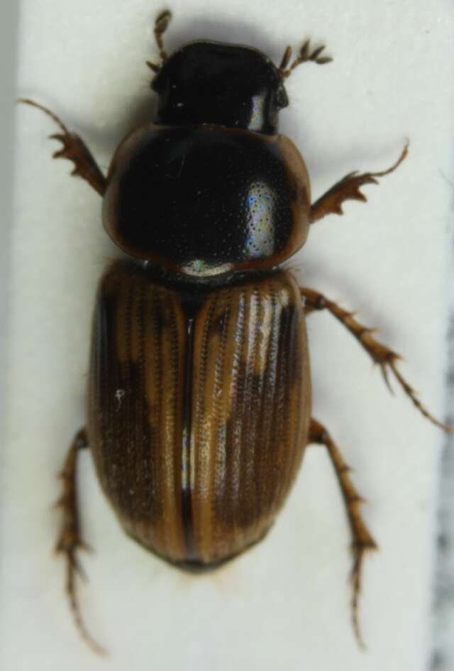 Image of <i>Aphodius sphacelatus</i>