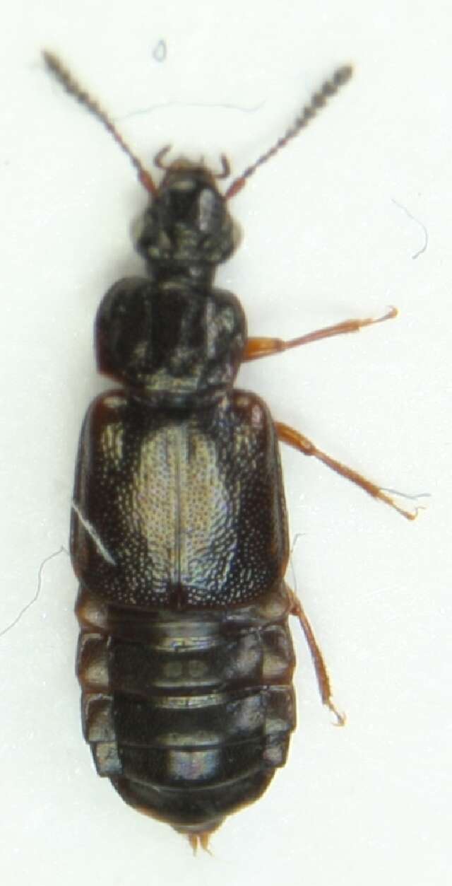 Image of Ocillate rove beetle