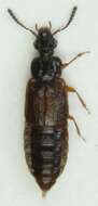 Image of Ocillate rove beetle