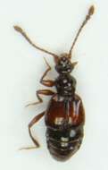 صورة <i>Rybaxis laminata</i>