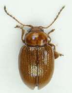 Image de <i>Lythraria salicariae</i>