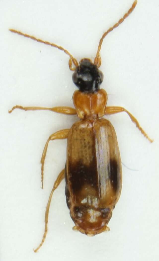 Image of Ground beetle