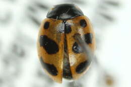 Image of 11-spot ladybird