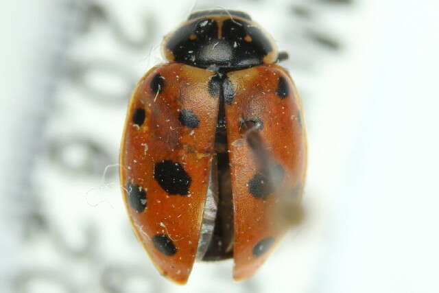 Image of Lady beetle