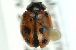 Image of Lady beetle