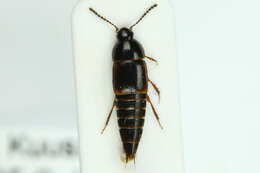 Image of Tachinus (Tachinus) laticollis Gravenhorst 1802