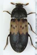 Imagem de Dermestes (Dermestes) lardarius Linnaeus 1758