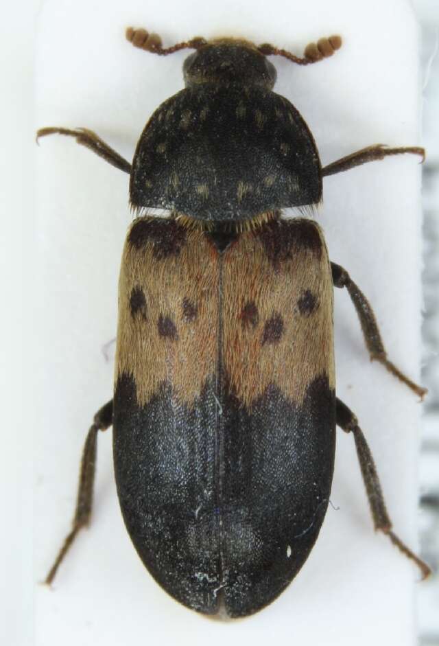 Image of larder beetle