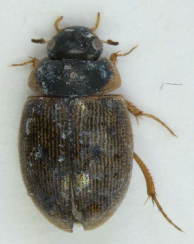 Laccobius (Laccobius) minutus (Linnaeus 1758) resmi