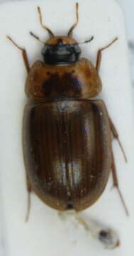 Image of Enochrus (Lumetus) testaceus (Fabricius 1801)