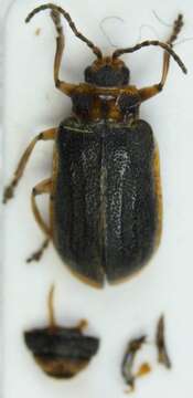 Image of Galerucella nymphaeae (Linnaeus 1758)