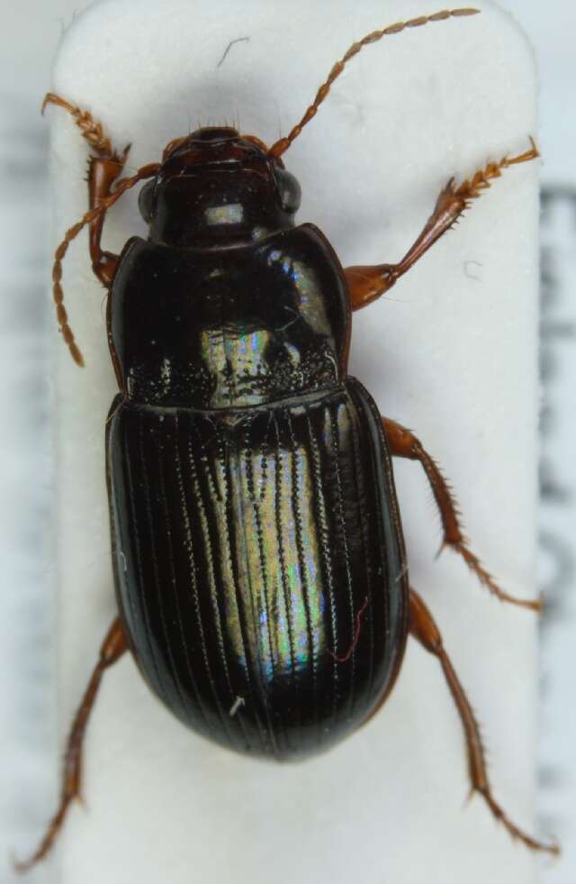 Image of Carabidae