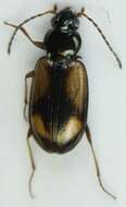 صورة Bembidion (Peryphus) femoratum Sturm 1825