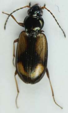 Image of Bembidion (Peryphus) femoratum Sturm 1825